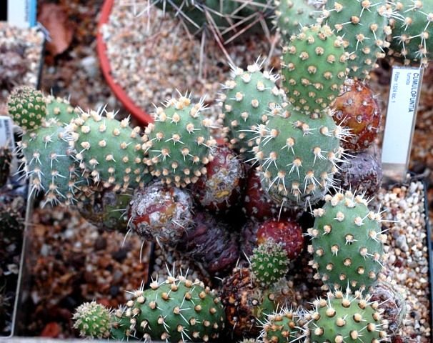 Cumulopuntia_tumida_1